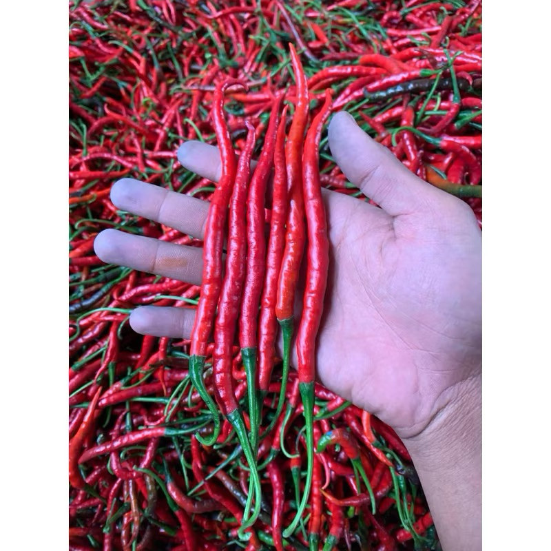 Cabe keriting fresh termurah 1kg  CMK Cabe Merah Keriting 1kg Cabe keriting Merah 1kg