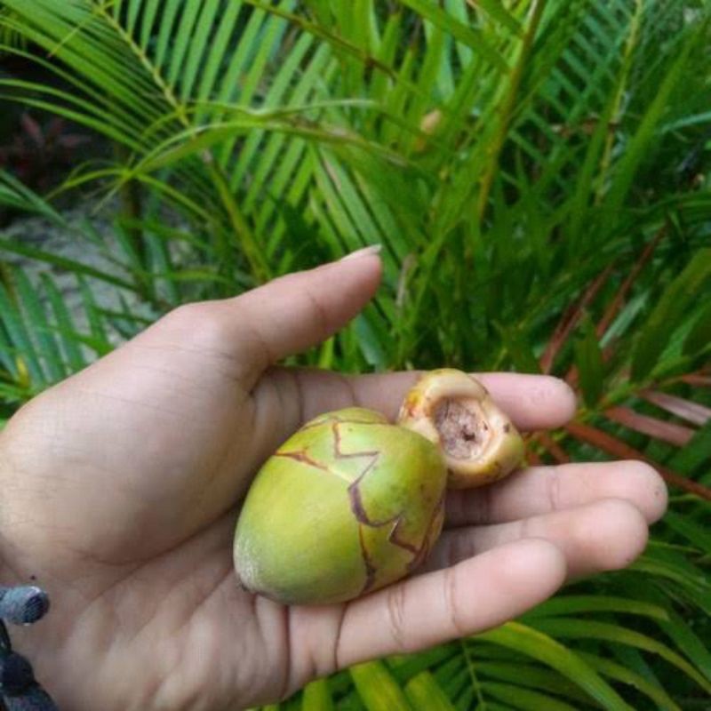 

SGN12 - Tembuluk kelapa/beluluk kelapa fress 20 buah/kelapa hijau