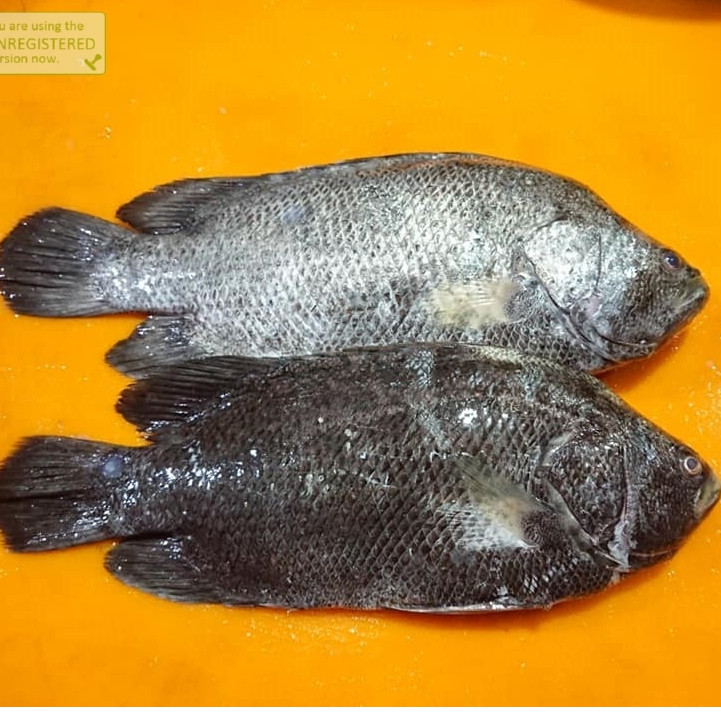 

Ikan Kakap Segar 1Kg Ikan Kakap Hitam Black Snnaper