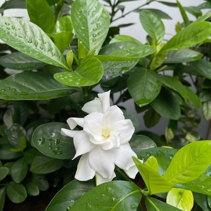 Tanaman hias melati telur Melati bunga tumpuk