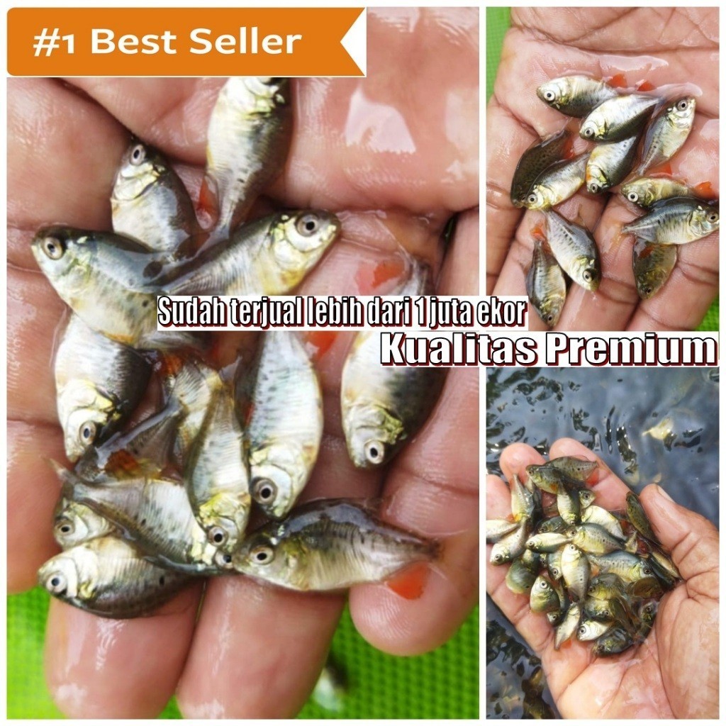 paket hemat Bibit Bawal sirip Merah Bonus Pakan