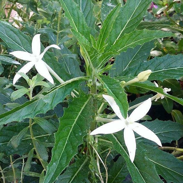 

Daun kitolod segar 1kg organik siap petik