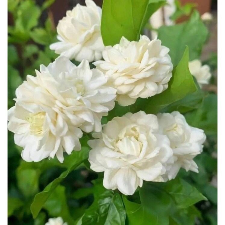 Promo tanaman melati tumpuk / Melati bunga tumpuk / Melati wangi / Melati tumpuk Original