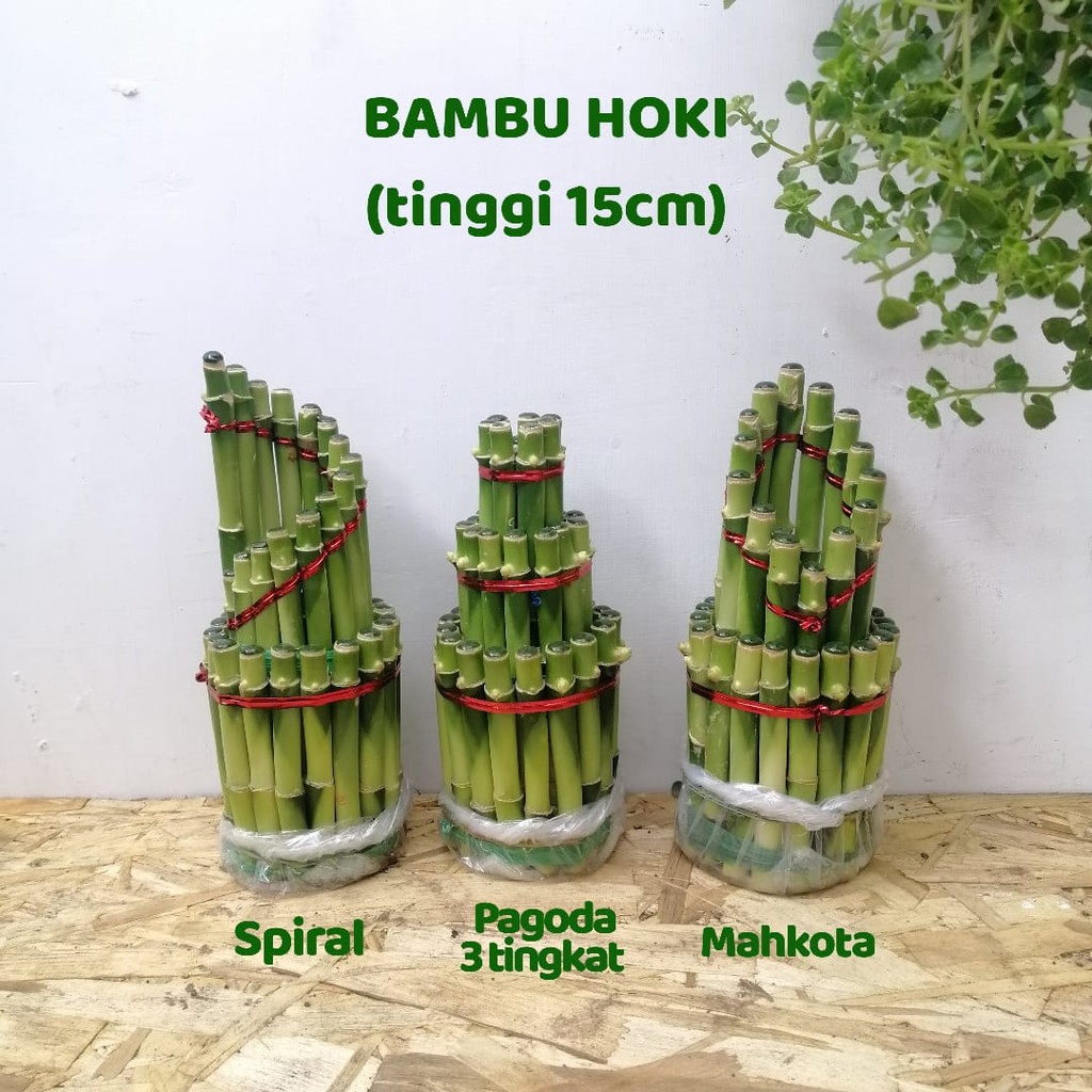 Bambu Hoki Tinggi 15 Cm / Bambu Hoki Model Pagoda Susun 3 Mahkota Spiral
