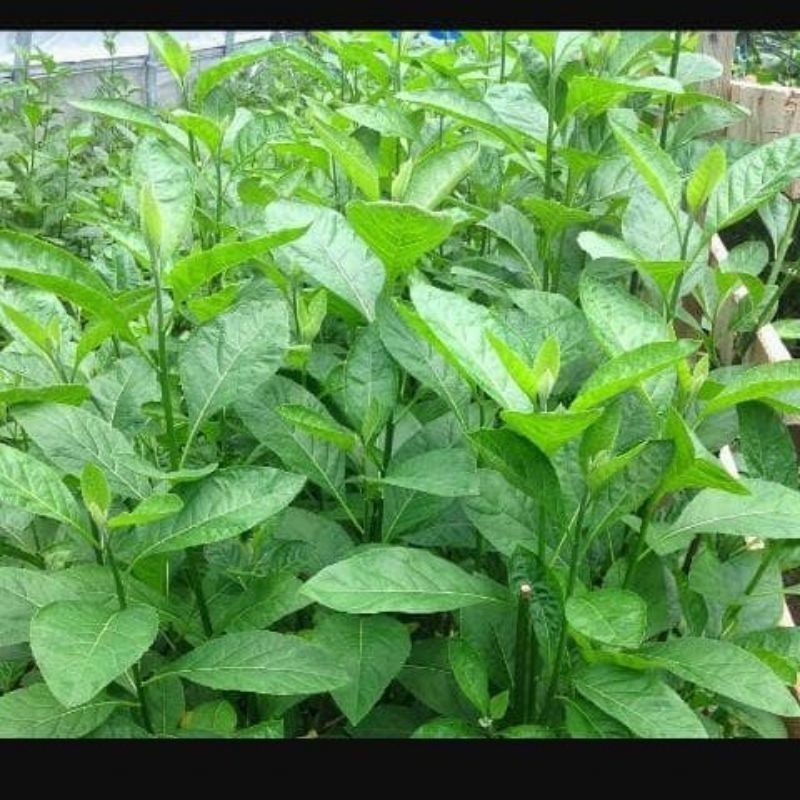 

daun afrika segar fresh di petik langsung 50 lembar