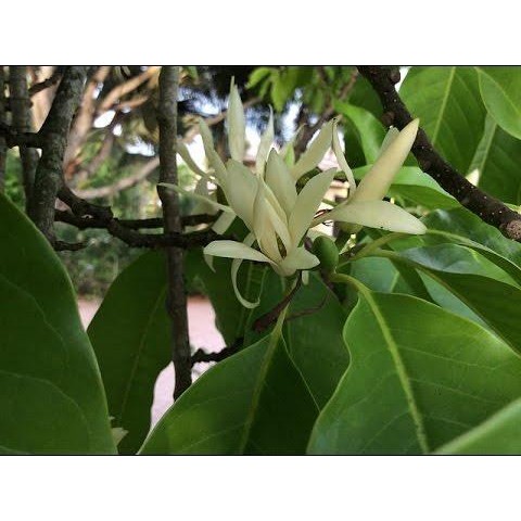 Tanaman Hias Bunga Kantil | Bibit Bunga Kantil Putih Wangi | Langka & Berkualitas