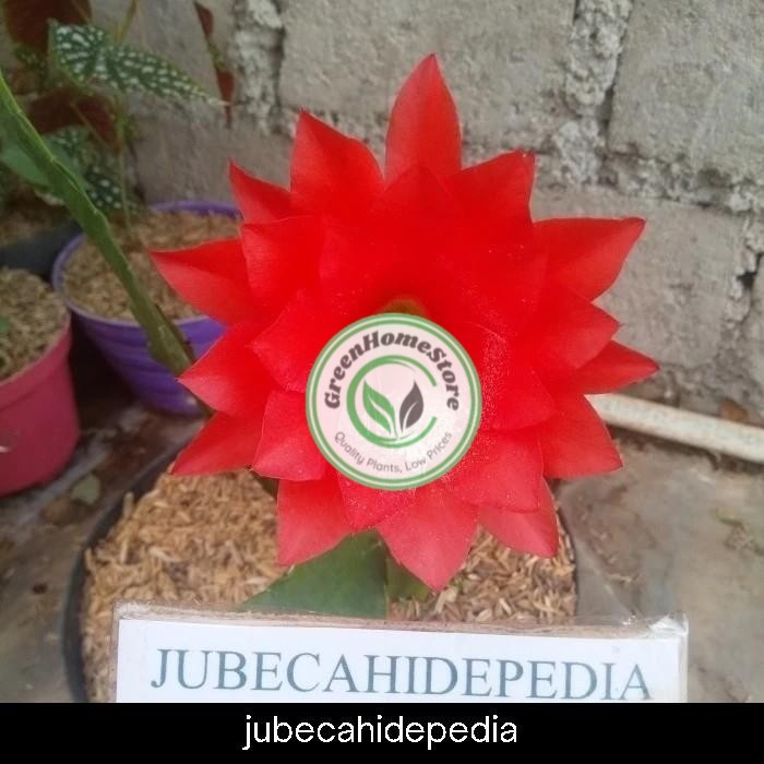 wijaya kusuma merah ackermannii