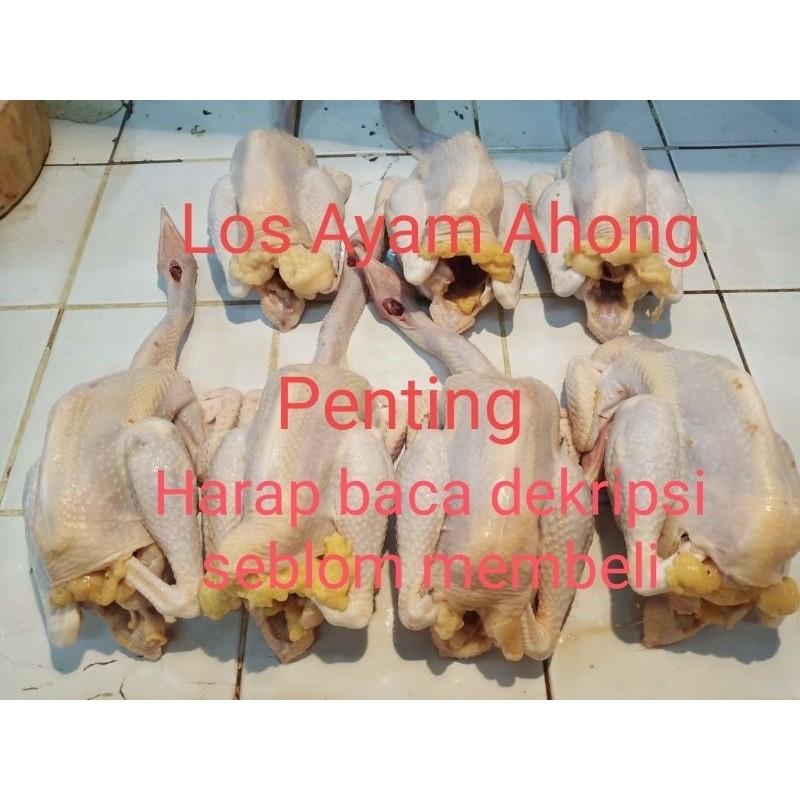 

Ayam kampung asli fresh dipotong waktu mau dikirim