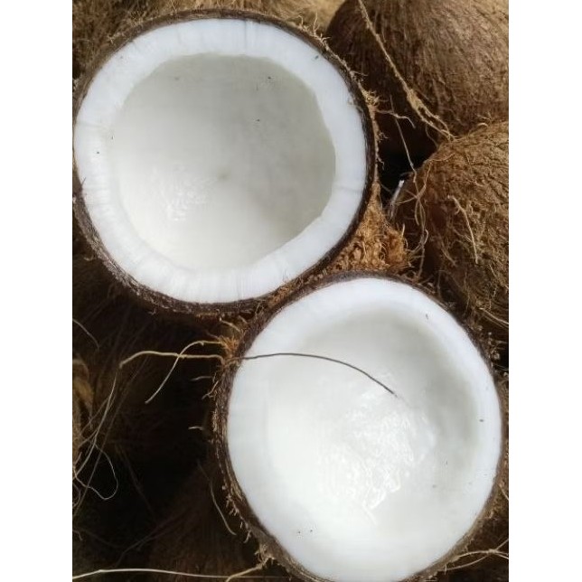 

[RA] 1 butir Kelapa Tua sudah dikupas tanpa sabut berat minimal 800 - 999 gram/butir