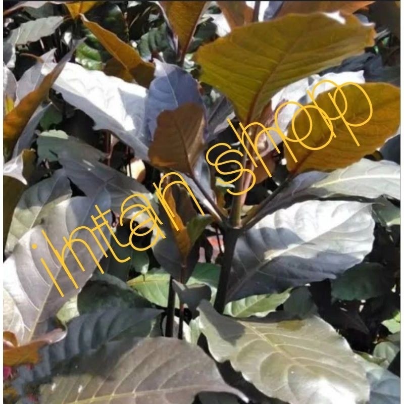 

New Daun ungu' daun kopi hitam sgar 300 gr ..