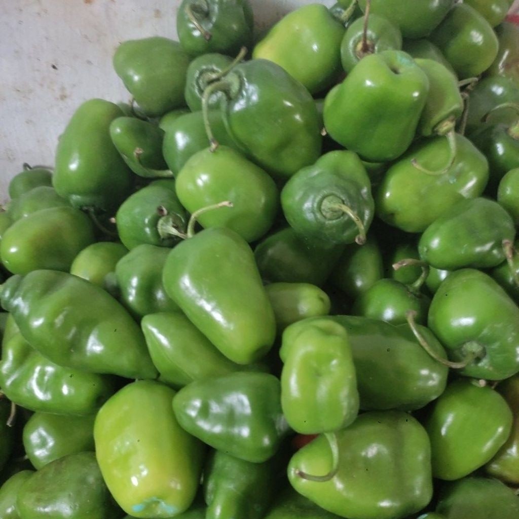 

TERLARIS cabe gendot turun harga promo ambyar