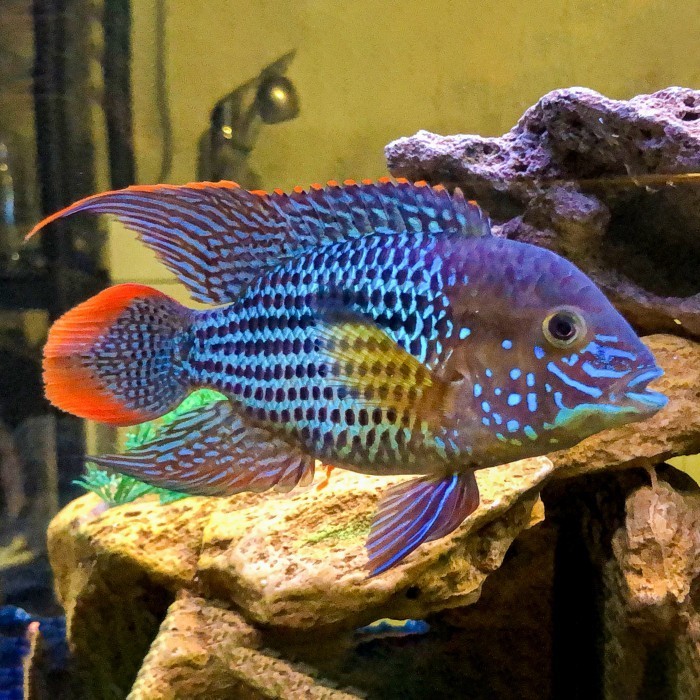 Green Terror Cichlid / Gold Saum / Golsom