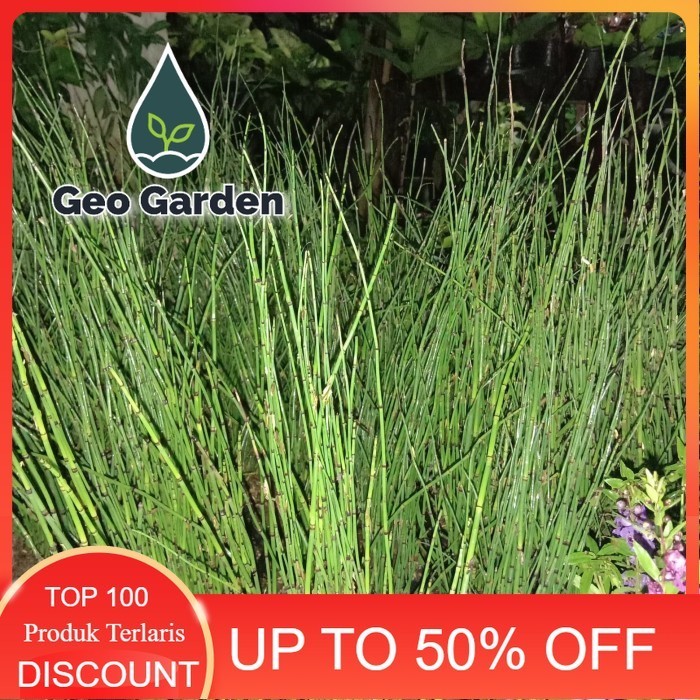 bibit Tanaman hias bambu air - lidi air - tanaman air