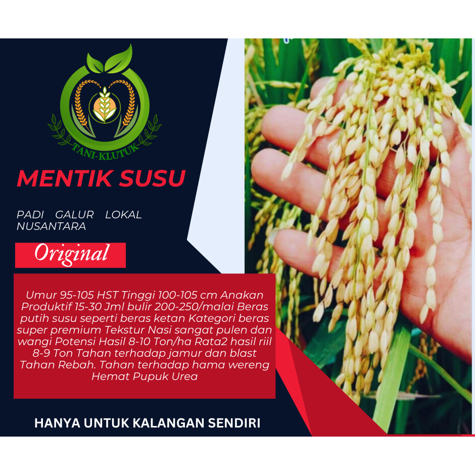 BENIH/BIBIT PADI MENTIK SUSU ATAU MENTIK WANGI SUSU (5KG) ORIGINAL Padi dengan Cita Rasa Istimewa