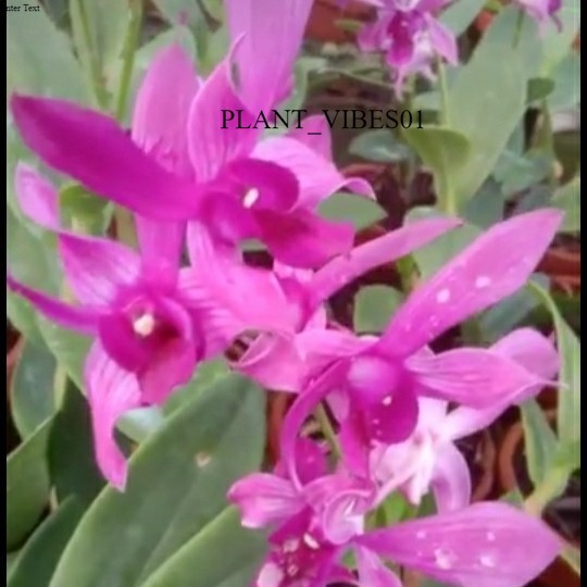 Anggrek Dendrobium Caesar Red X Caesar Warawan dewasa spike knop