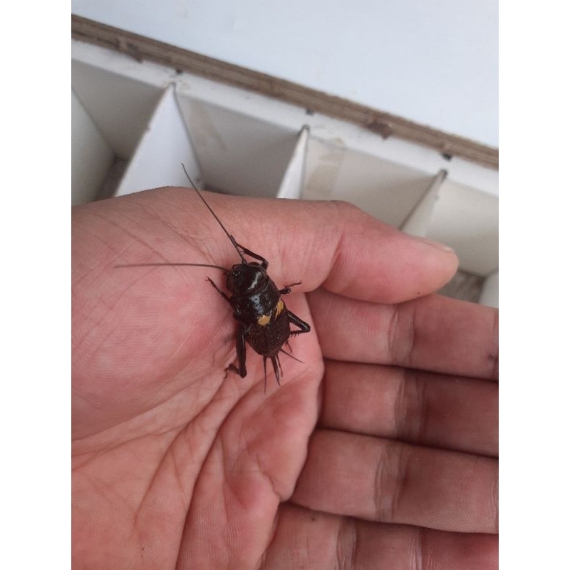 jangkrik jaliteng/ jgkrik masteran burung