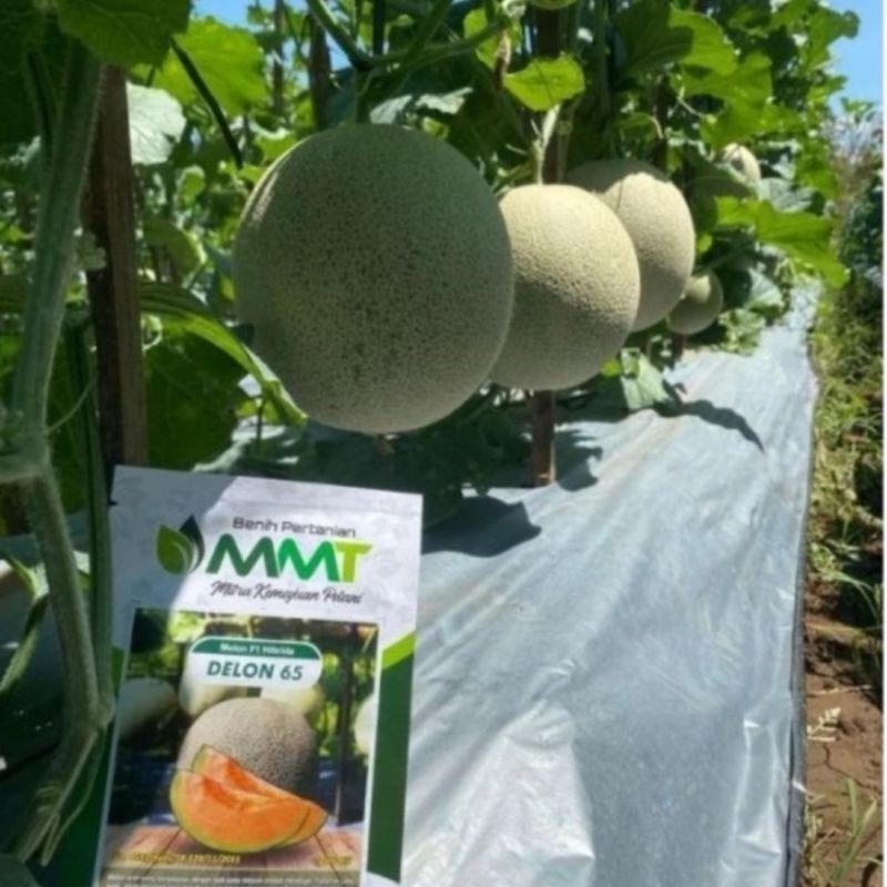 50 Benih Bibit Biji Melon F1 DELON 65 Oren, Import Hibrida Seeds Super Manis SNP GARDEN SEED