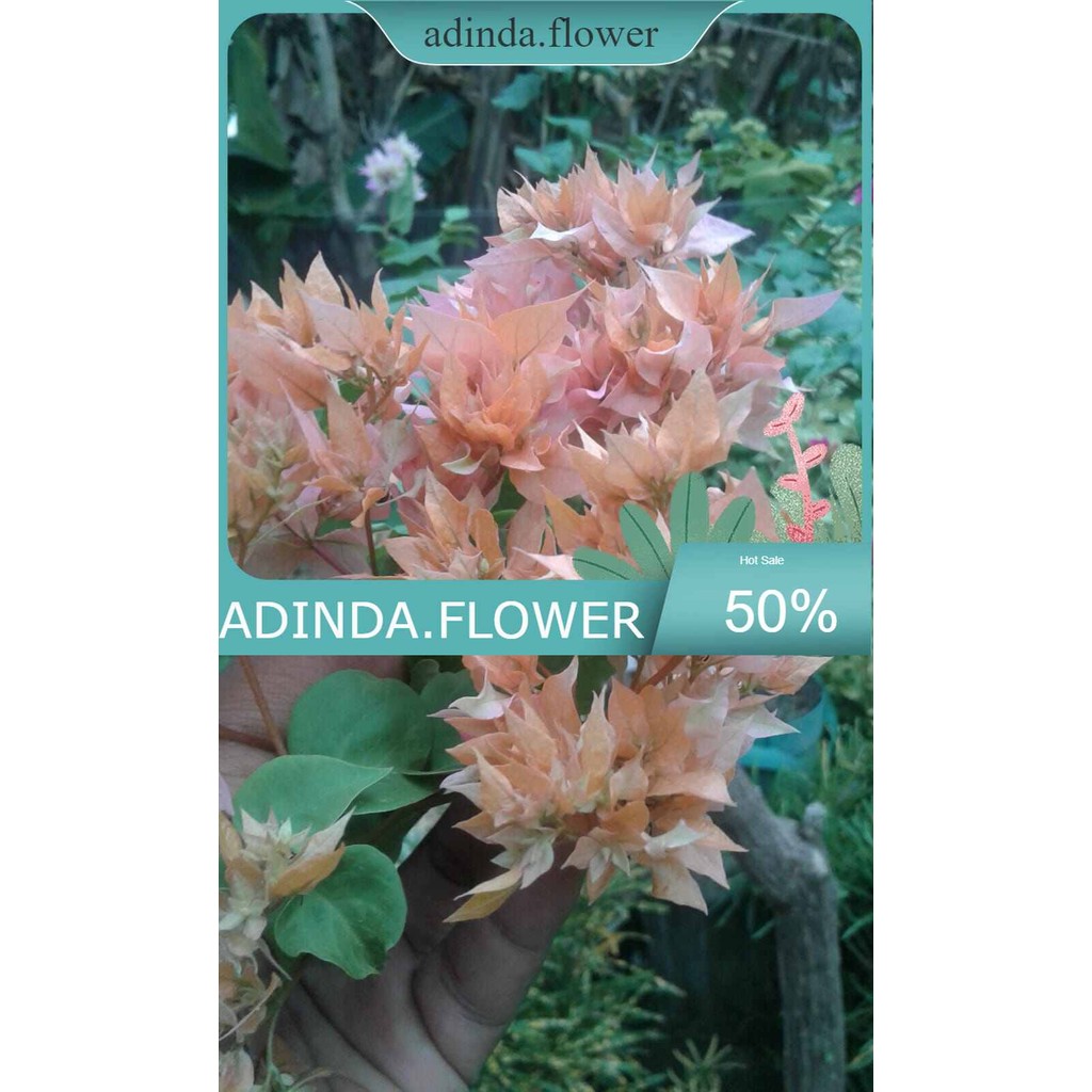 Tanaman Hias Bougenville Bunga Tumpuk Kuning / Bougenville Hawai Kuning