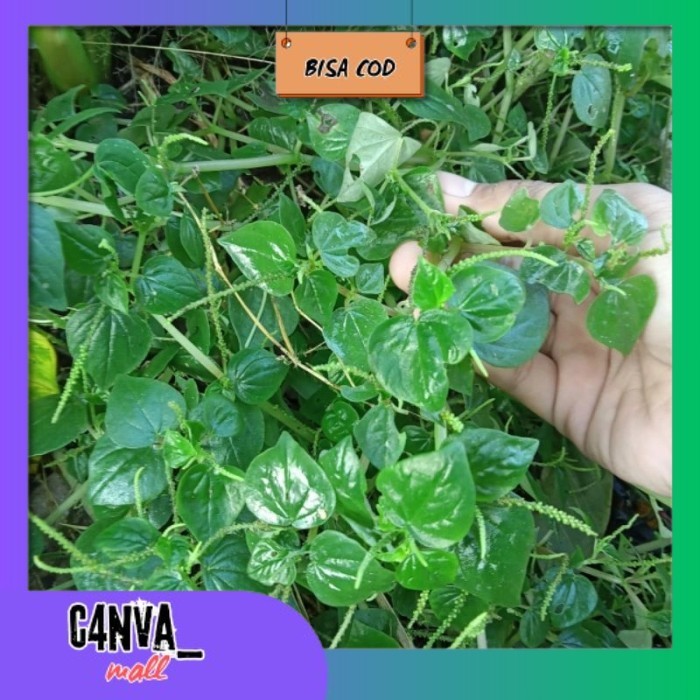 

Daun sirih cina segar | Sirih bumi termurah 200gr