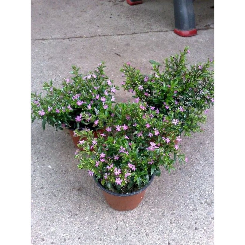 HEMAT Paket 3 Pohon Tanaman Hias Taiwan Beauty Hyssopifolia Cuphea Outdoor Tanaman Seribu Bintang Bu
