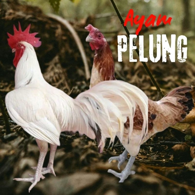 

telur ayam pelung jumbo super suara panjang bisa untuk di tetaskan