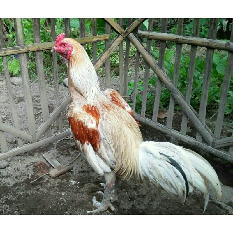 Telur Fertil Telur Tetas Ayam Aduan Plucker Cros Koyngon