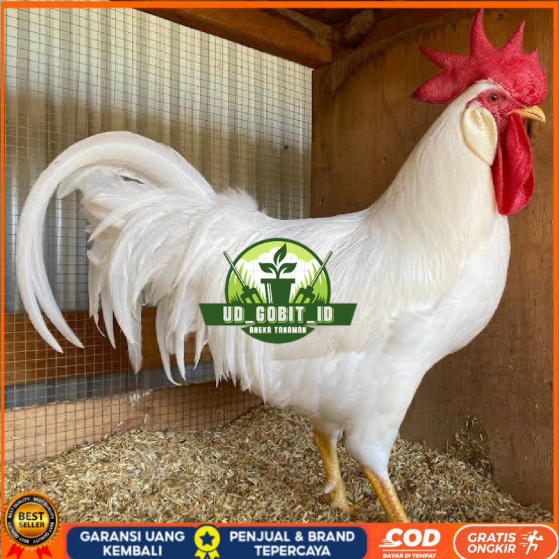 

TELUR FERTIL AYAM WHITE LEGHORN PETELUR HANDAL UNTUK DI TETASKAN UD_GOBIT_ID