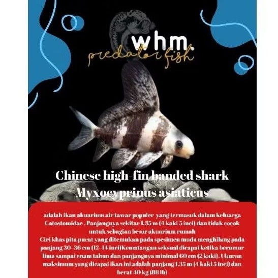 chf Chinese high-fin ( mainan ikan)all sizen 11-12cm