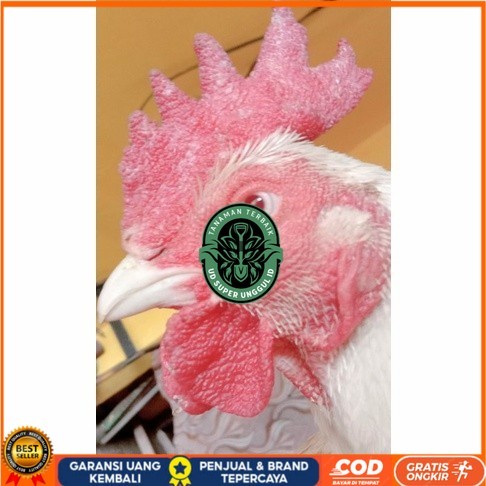 

Telur ayam hias bangkok albino mata merah fertil asli siap ditetaskan - ayam albino UD_SUPER_UNGGUL_ID