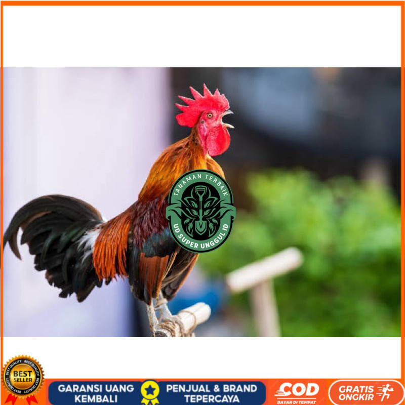 

TELUR FERTIL AYAM KETAWA SLOW/DANGDUT/DURSAM UNTUK DINTETASKAN UD_SUPER_UNGGUL_ID