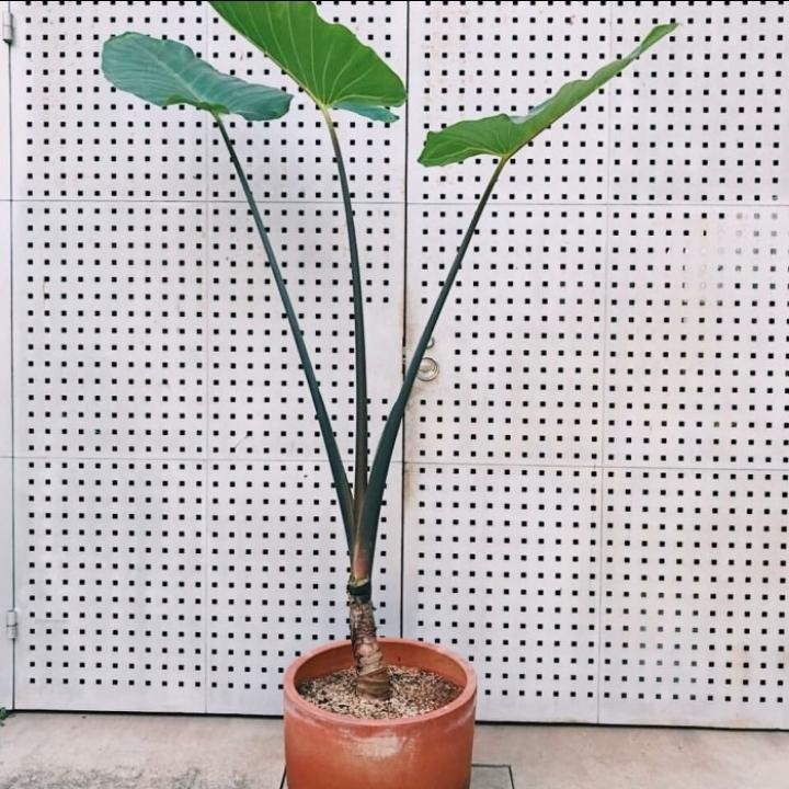 Tanaman hias keladi batang hitam + pot tawon putih + serabut/batu