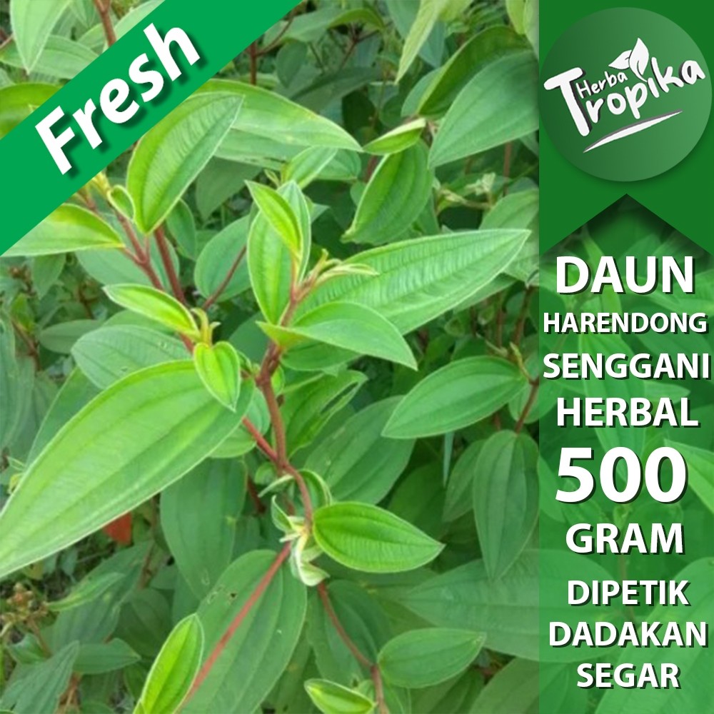 

Daun senggani senduduk harendong segar 500 gram herbal alami herba tropika