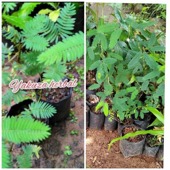 Tanaman Putri malu bahan bonsai