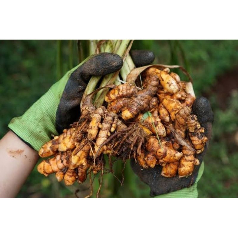 

kunyit segar 1 kg Rempah_herbalCo