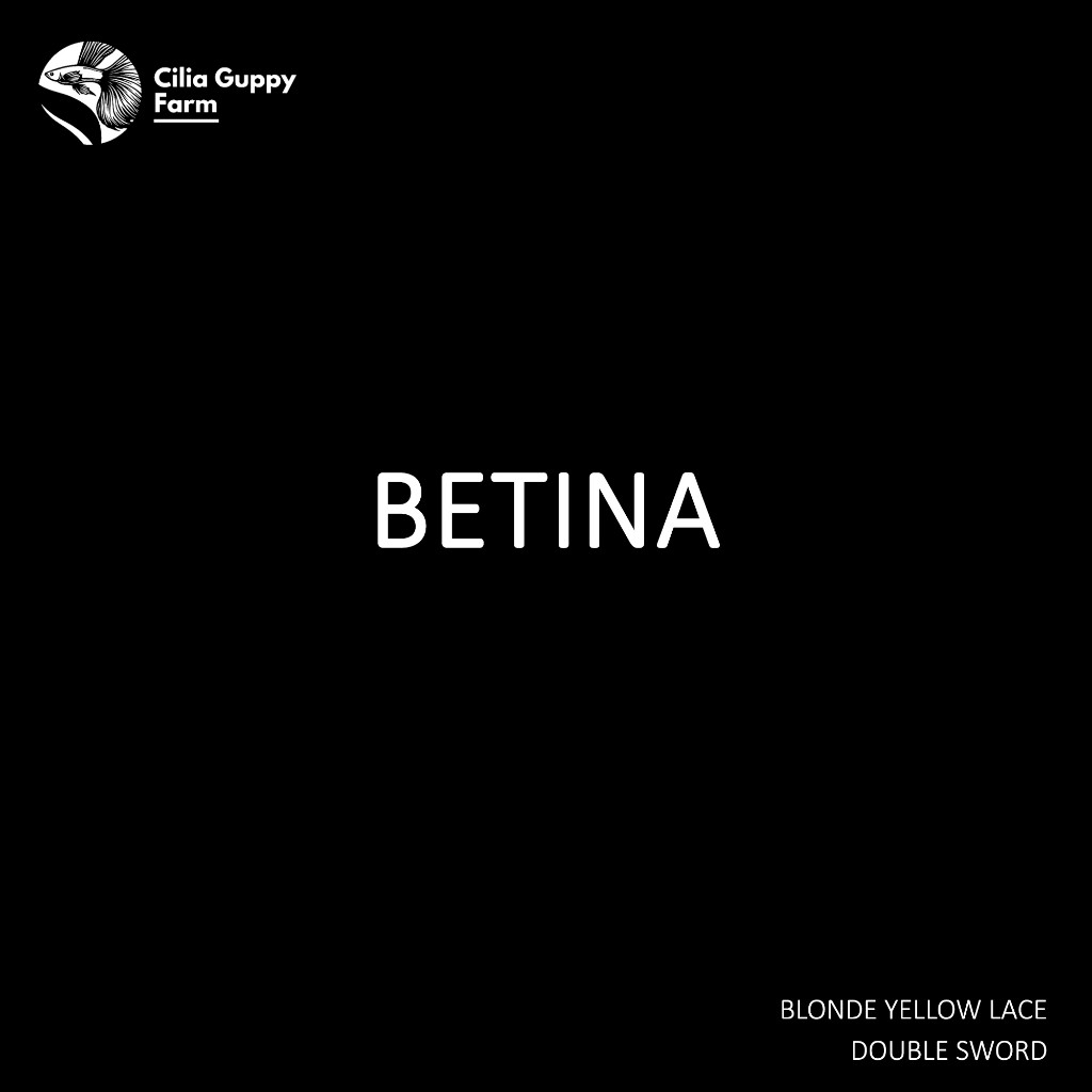 hiasan Guppy Blonde Yellow Lace Double Sword | Hiasan Aquarium | Hiasan Aquascape | Hiasan Akuarium