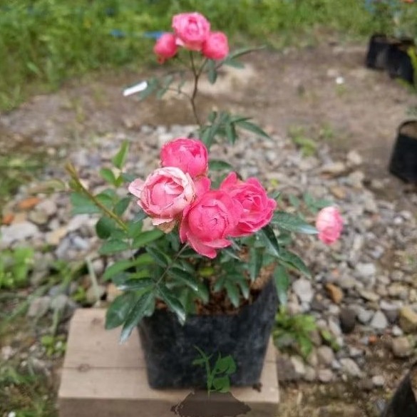 tanaman mawar kubis berbunga -  -Tanaman hias hidup Mawar kubis jepang - bibit tanaman hidup mawar j