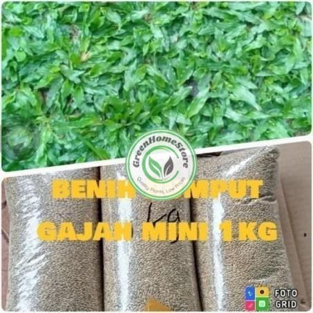 Benih Biji Rumput Gajah Mini - Bibit Rumput gajah mini 1Kg