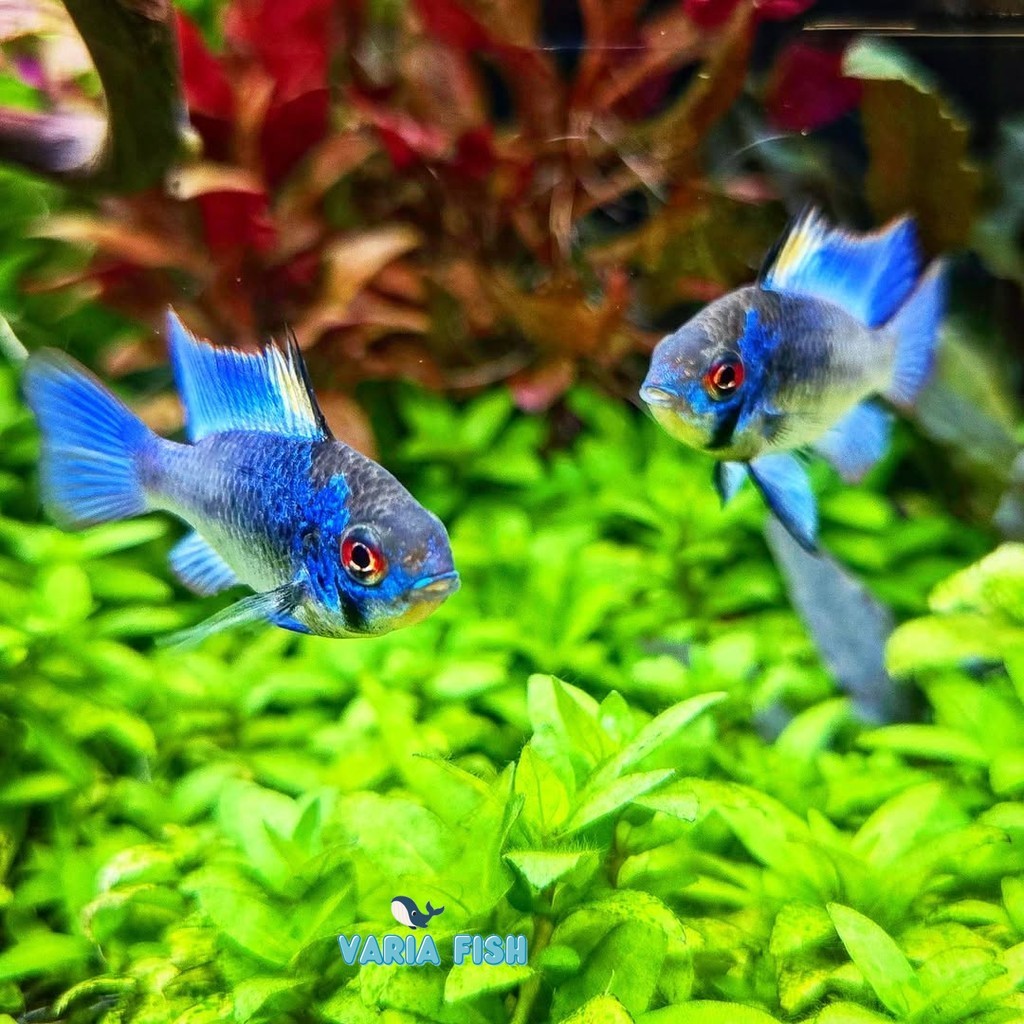 ramirezi mix jerman golden garansi