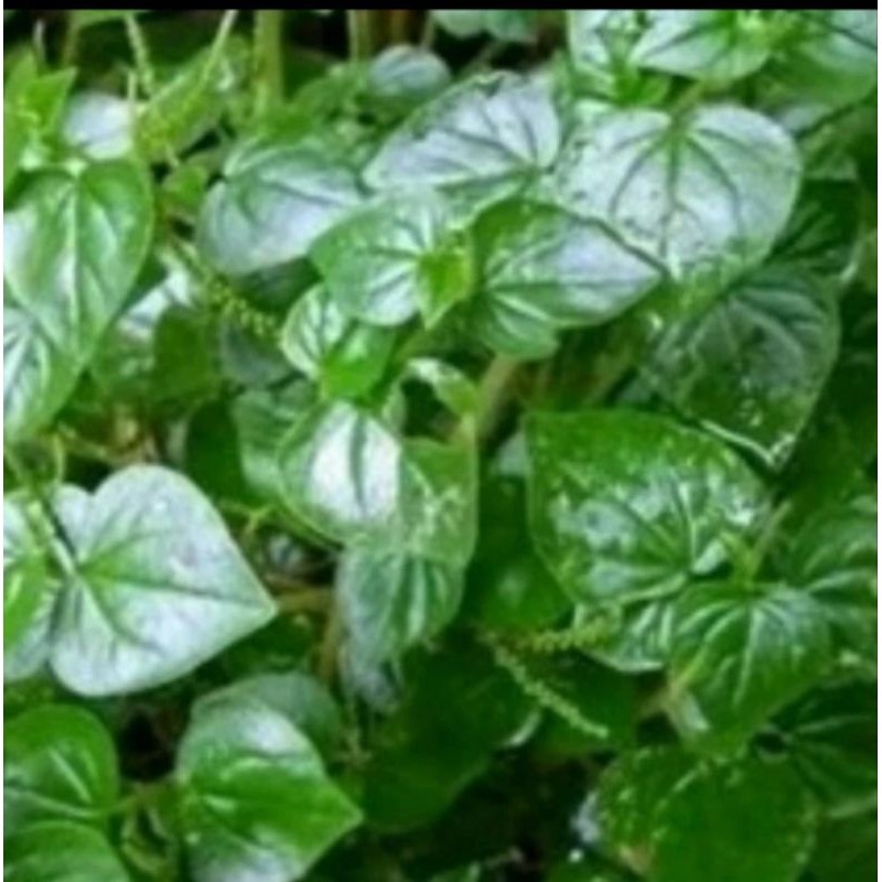 

daun sirih cina segar,250gr termurah/ ketumpang air Herbal COD