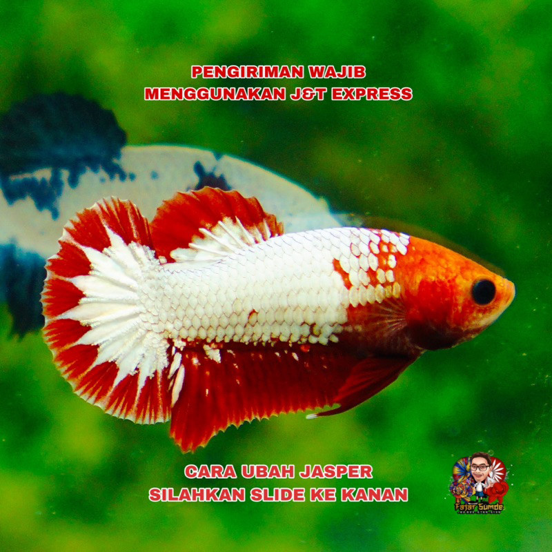 Paket FCCP Red Dan Orange Head Best Seller Top Grade 50K