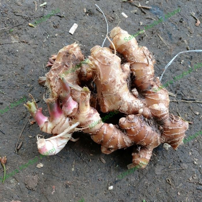 

promo lempuyang gajah segar 1kg baru dipetik ready