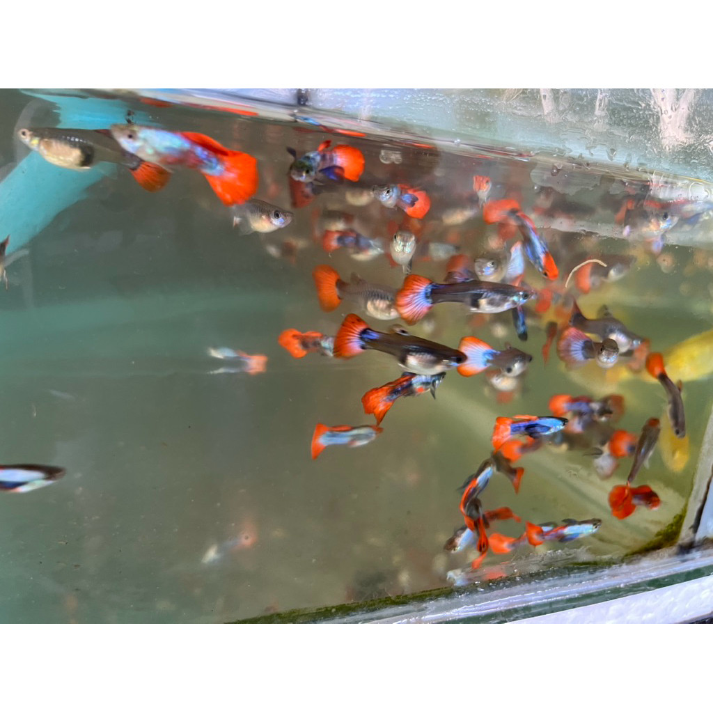 PAKET GUPPY TUXEDO KOI X PRTDE 10 PASANG BERGARANSI