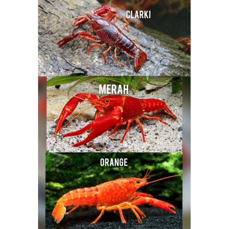 PAKET LOBSTER HIAS AQUARIUM AQUASCAPE - LOBSTER HIAS AIR TAWAR - PEMBERSIH AQUARIUM AQUASCAPE - HIAS