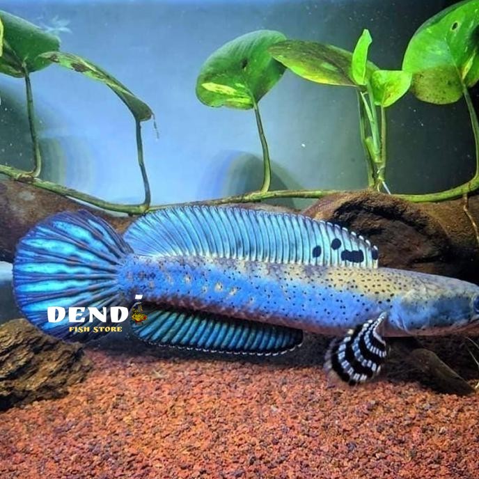 PAKET ISI 2 EKOR BABY CHANNA BLUE PULCHRA 8-9 CM