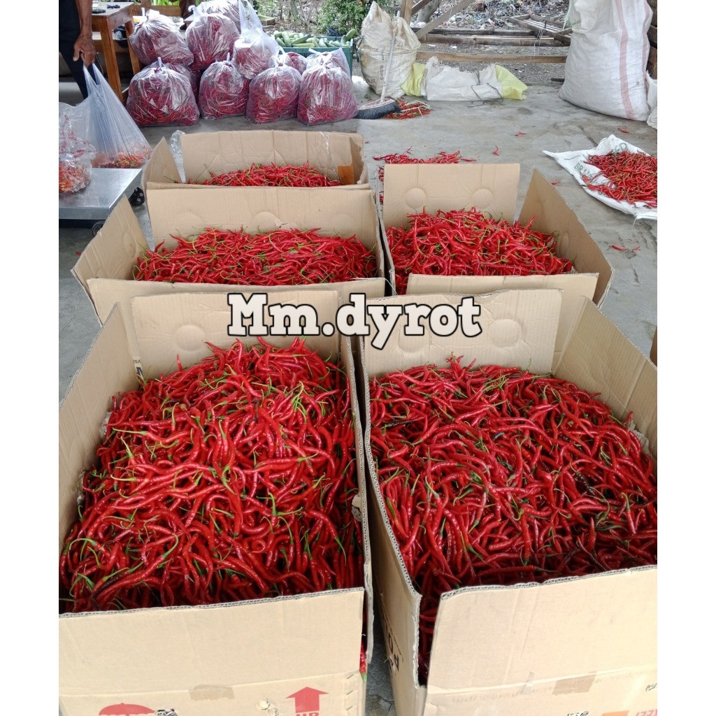 

Paket Cabe Merah Keriting 1Kg / Cabe Keriting Merah 1kilo / Cabai Keriting 1kg Fresh Segar Panen Langsung Dari Petani