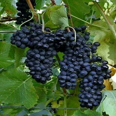 Bibit Anggur Bali / Alfonso