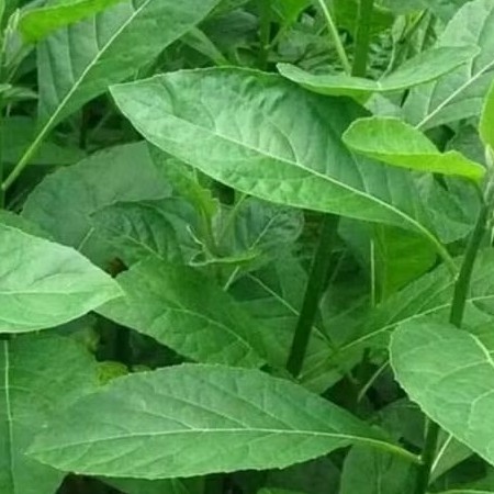 

DAUN SAMBUNG NYAWA ASLI SEGAR//DAUN AFRIKA SEGAR FRESH HERBAL ALAMI