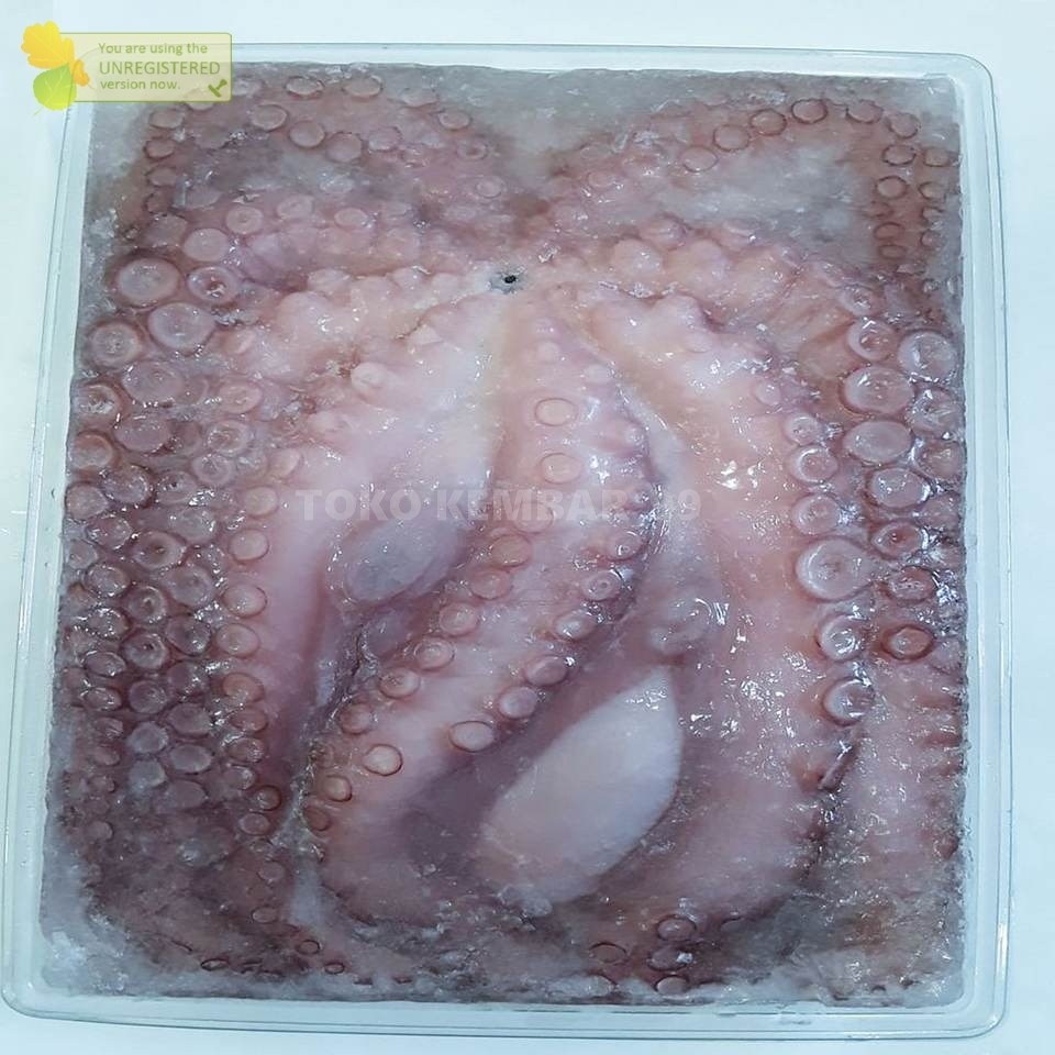 

Gurita Octopus Segar Ukuran Besar 1Kg Ikan Segar Konsumsi