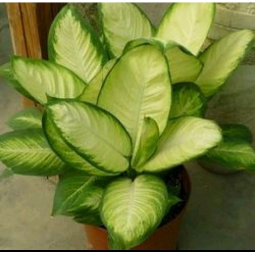 Tanaman hias AGLONEMA,Blanceng DIVEN Tisu Golden susu