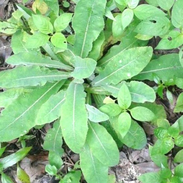 

Daun Tempuyung Segar Herbal 500Gram Terbaik